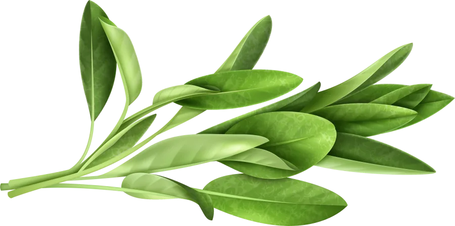 leaf